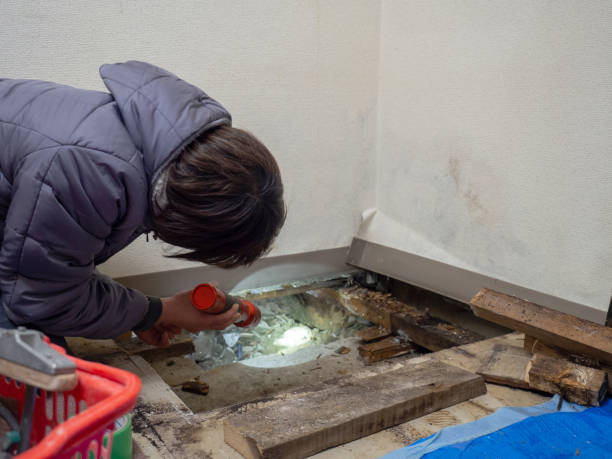Best Post-Construction Mold Inspection  in Maxwell, CA