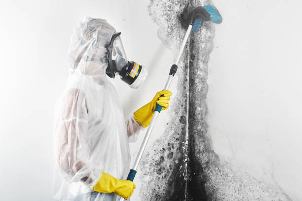 Best Biohazard Mold Removal  in Maxwell, CA