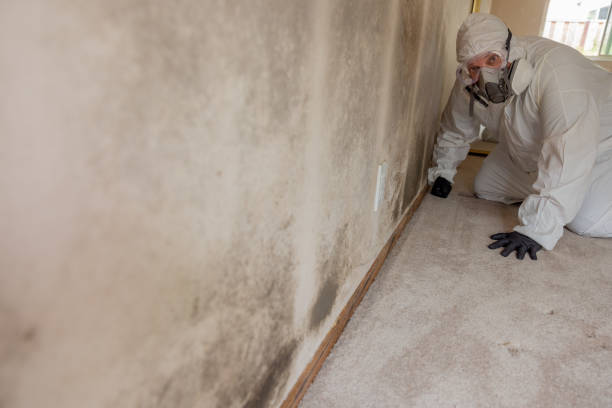 Best Mold Remediation for Healthcare Facilities  in Maxwell, CA